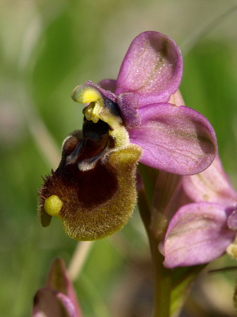 Ophrys tenthredinifera